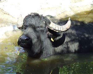 Budapest ZOO életképek 21