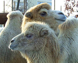 Budapest ZOO életképek 8