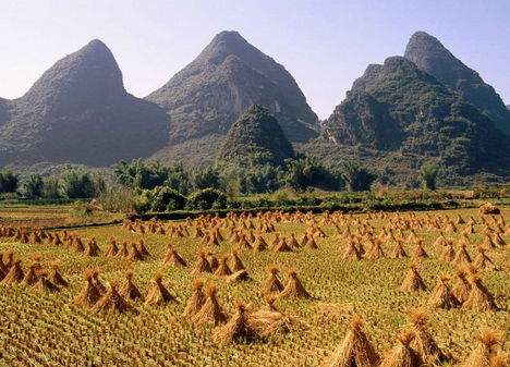 Learatott rizsföld, Li-folyó, Yangshuo, Guangxi tartomány