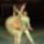 Tanc_lepesekben_12_399951_85136_t