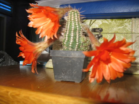 2009. 12Narancssárga kaktuszvirág