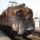 Dogtrain_309003_58808_t