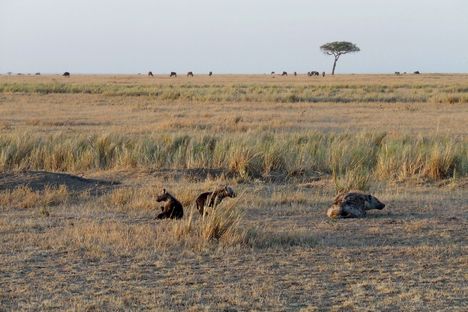 Kenya,2006. 212