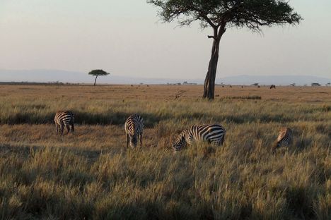 Kenya,2006. 217