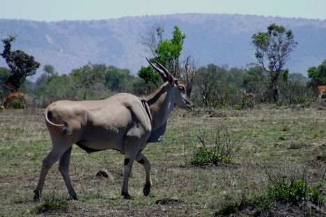 Kenya,2006. 321