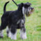 Miniature_Schnauzer