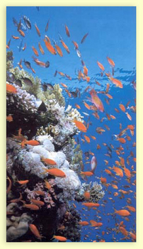 Vörös- tenger élővilága