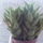 Aloe_juvenna_300456_45029_t