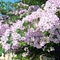 Bougainvillea