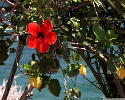 Hibiszkusz