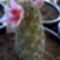 Mammillaria thornberii