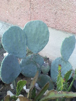 Opuntia robusta