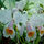 Orchidea6_30656_198739_t