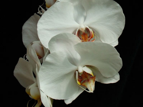 orchidea 2