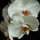 Orchidea_2_30652_871198_t