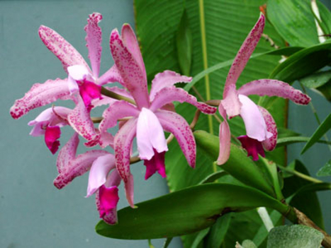 orchidea 3