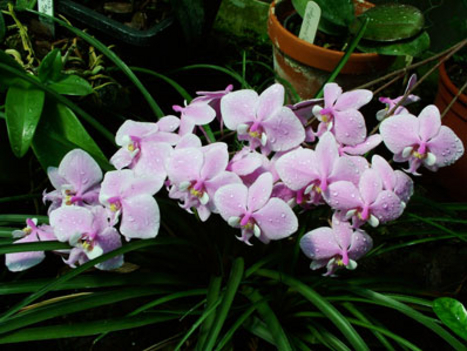 orchidea 7