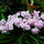 Orchidea_7_30815_846629_t