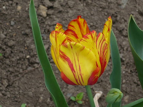 Pirosas tulipán 2009