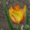 Pirosas tulipán 2009