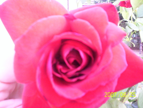 saját rózsa