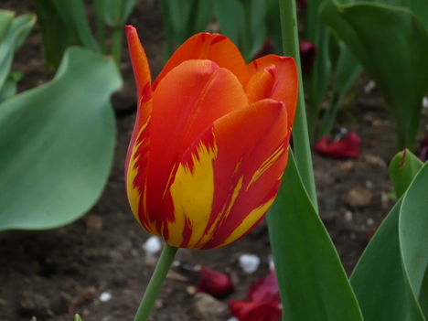 Sárgás tulipán 2009