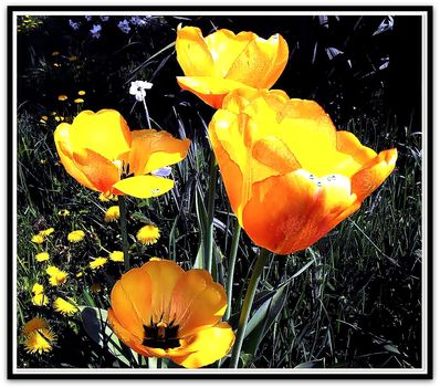 Virágaink,  tulipán....