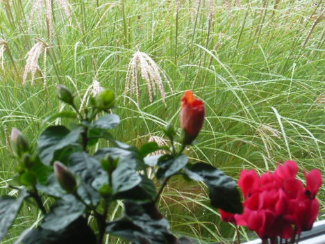 ciklámen,nyíló hibiszkusz japánfű hátérrel