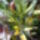 Codiaeum_412131_37288_t