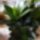 Sansevieria_412133_34346_t