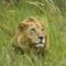 African Lion, Moremi Game Reserve, Okavango Delta, Botswana
