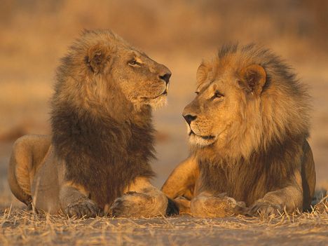 African Lions, Moremi Game Reserve, Botswana