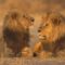 African Lions, Moremi Game Reserve, Botswana