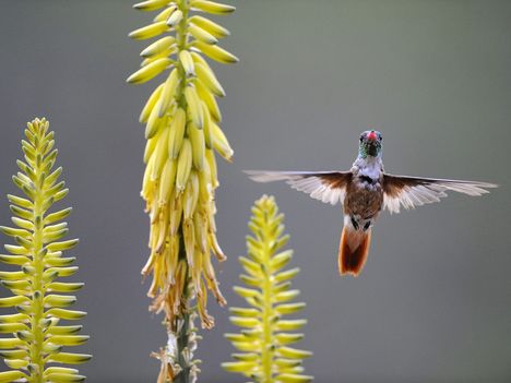 Amazilia Hummingbird Feeding on an Agave Flower, Peru