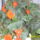 Begonia_is_meg_birja_413526_46604_t