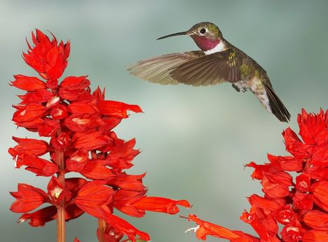 Broad-Tailed Hummingbird and Salvia