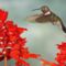 Broad-Tailed Hummingbird and Salvia