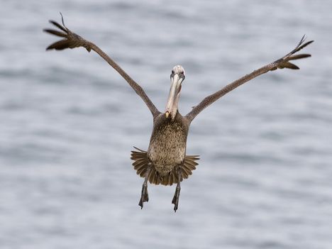 Brown Pelican Landing, La Jolla, San Diego, California