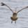 Brown_pelican_landing_la_jolla_san_diego_california_413798_39719_t