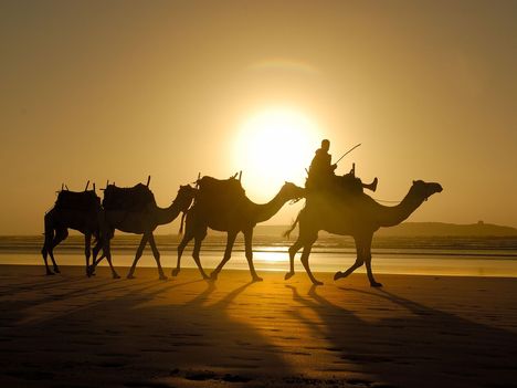 Camels, Essaouira, Morocco