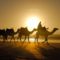 Camels, Essaouira, Morocco