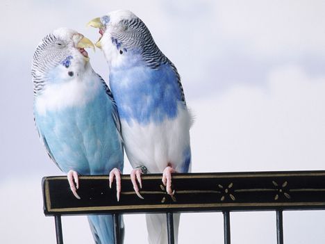 Cantankerous Parakeets
