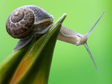 Curious Snail