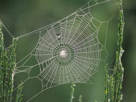 Delicate Spider Web