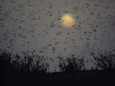 Desert Locust Swarm