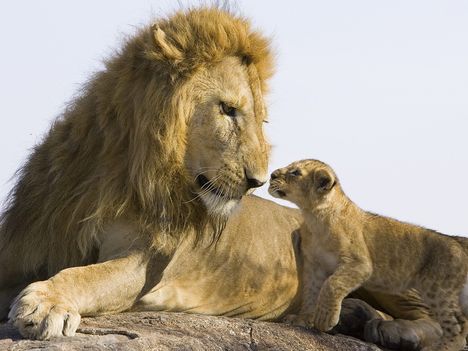 Father and Son, Masai Mara National Reserve, Kenya