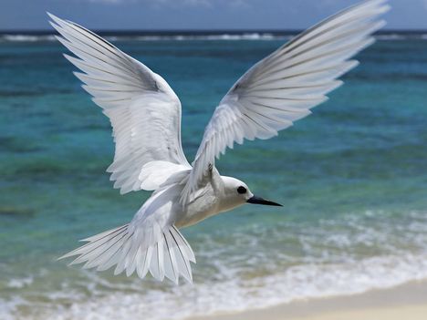 Flying White Tern, Midway Atoll, Hawaiian Leeward Islands, Hawaii