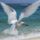 Flying_white_tern_midway_atoll_hawaiian_leeward_islands_hawaii_413800_76651_t