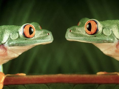 Green Tree Frog Stare Down