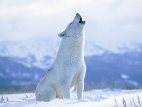Howling Arctic Wolf, Canada